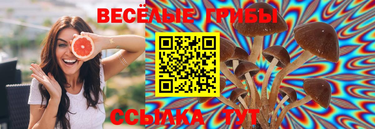 купить наркотики цена  Псилоцибиновые грибы мицелий  Вход с VPN  Рославль 